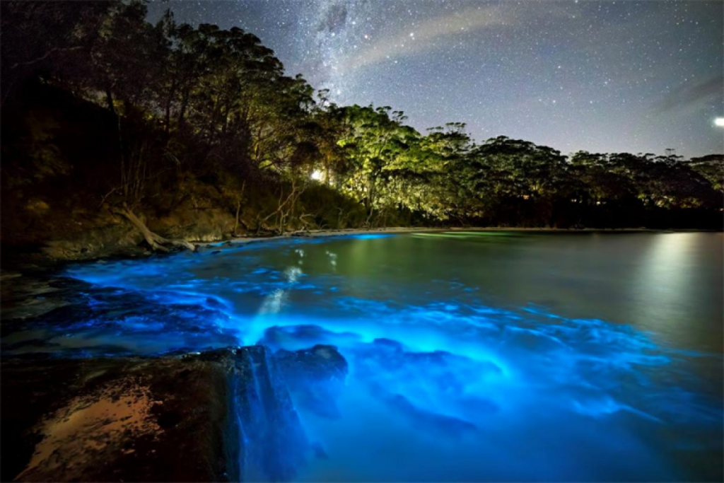 Bioluminescence: Nature's Flashlights: