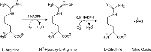 Introduction to Citrulline: